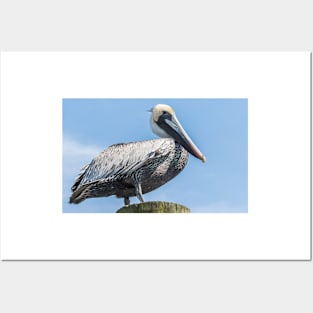 Brown pelican bird of prey Posters and Art